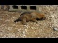 ブロックの穴の中に入る子犬