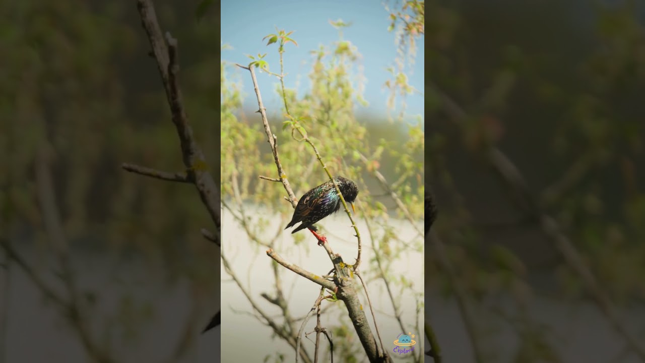 Shimmering Starling: Nature's Iridescent Beauty | Colorful Bird Close-up in 4K