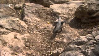 An Idiot Abroad: Karl Pilkington feeds Iguanas