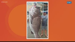 Massive grouper reeled in off the coast of Florida
