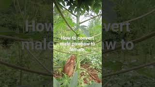 How To Convert A Male Pawpaw To Female Pawpaw