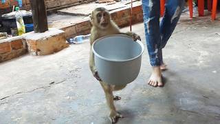 Smart Dodo's Secret Recipe! 🦤🍲 Cooking Dinner For The Happy Family!