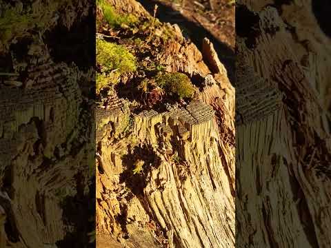Cover moss on the root& stem of the tree