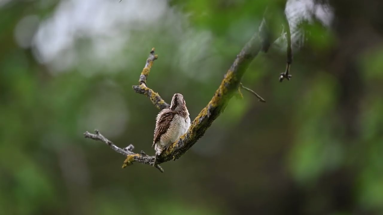 Wryneck feeding and preening himself in Bulgaria / Cool woodpecker