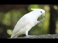 TPM Tamil Song No. 528 - Yeasuvey Um Alavilla Kirubai..... (2014)