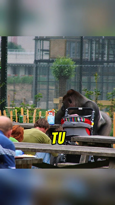 Gorila Lari Dari Zoo Nak Balas Dendam! 😱