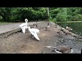 When Swans ATTACK (other swans)