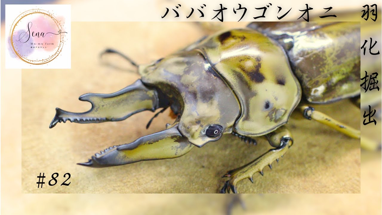 #82【ババオウゴンオニ】羽化掘り出ししますよ！