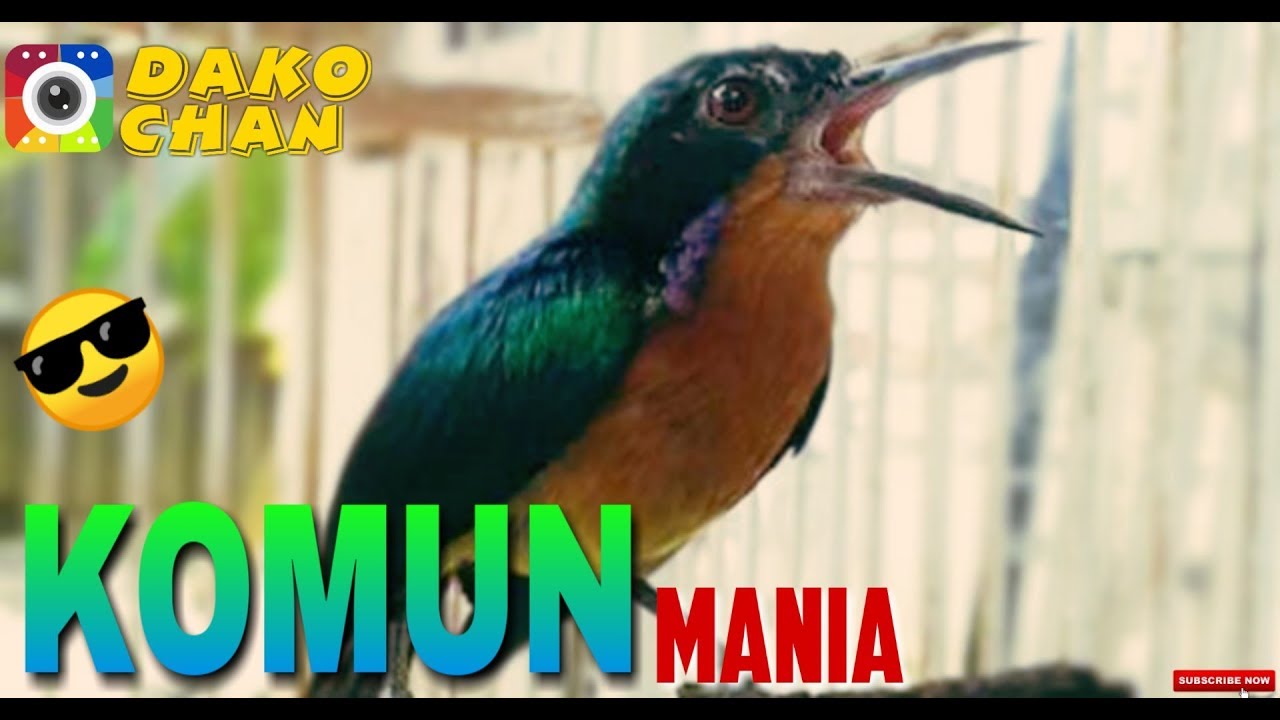 Kolibri Wulung Muncang Gacor Goyang Ekor By Batin Jaksa