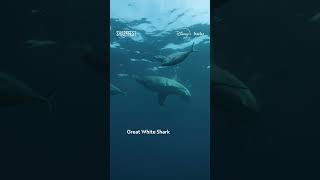 If you want to see a shark, you're in luck—there are plenty of fin-tastic options around the world 🦈