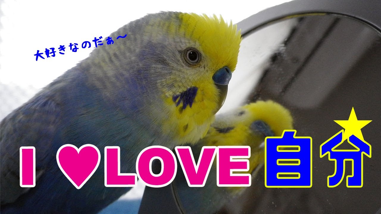 I LOVE 自分☆自分が好きすぎるおじいちゃんインコ《16歳のご長寿
