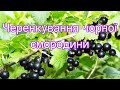 Черенкування чорної смородини 100 результат 