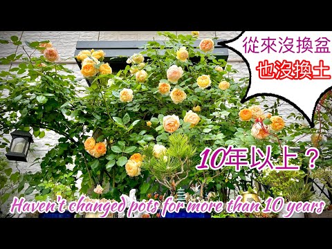 Video: Deadheading Alstroemeria Flowers - Dapat Mo Bang Putulin ang Alstroemeria Plants