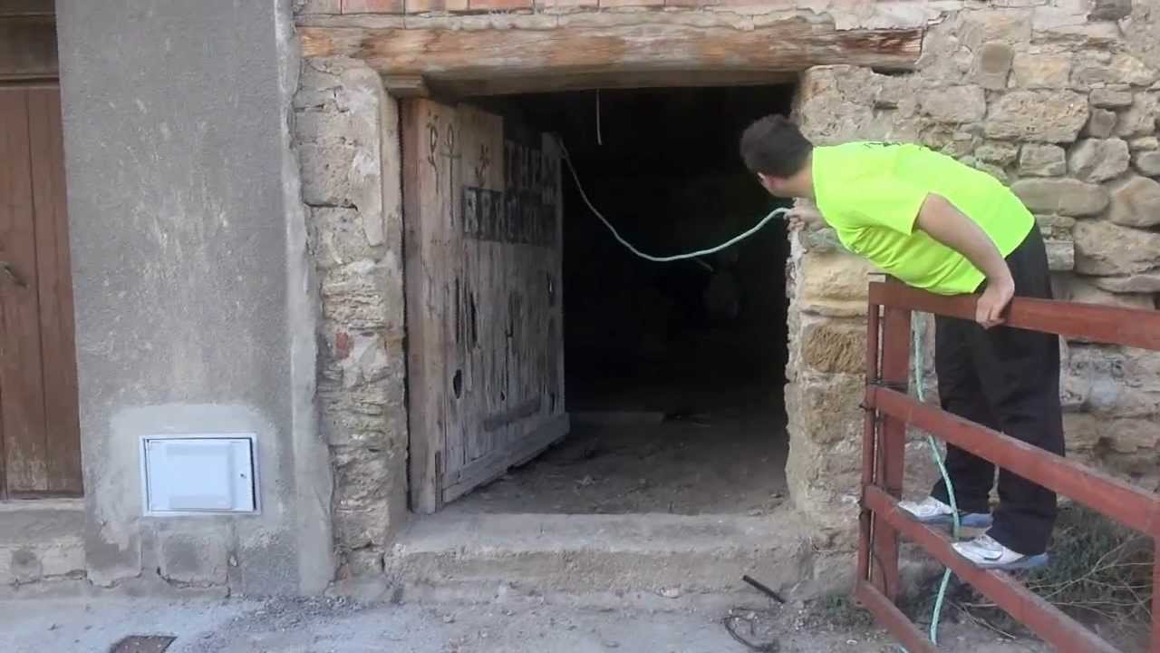 VACAS POR LAS CALLES DE INESTRILLAS LA RIOJA) 24- 08 -2013