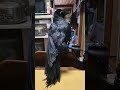 カラスのハッピーライブ！今回はわりと穏やかでした