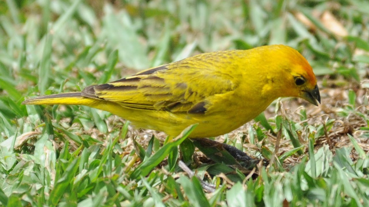 Canto De Canário Da Terra Para Foguear Canario Da Terra Se Alimentando Sementes De Capim Youtube