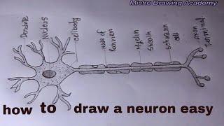 How TO Draw neuron cell easy/draw nervous system easy