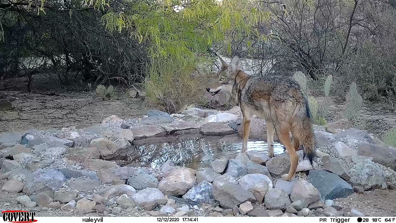 Wildlife at the Water Hole