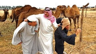 لن تصدق مافعله الكفيل السعودي في العمال المصرين / شيء غير متوقع / اضحك من قلبك 