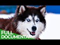 Animal&#39;s Super Senses - The Sixth Sense | Free Documentary Nature