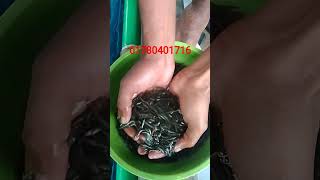 #fish #unfrez #unfrez #fishing #fishing #food #agriculture #koi #seafood #cutebaby #cutefishos #inst