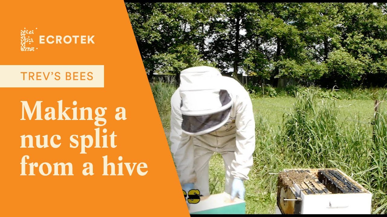 How Bees Work - Ecrotek Beekeeping Supplies Australia