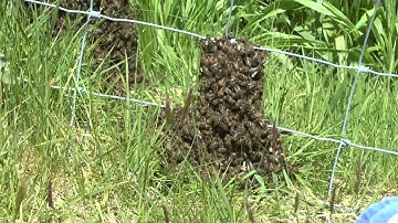 Swarm 1 from Mother hive on 27th may 2021, and swarm scout waggle dance