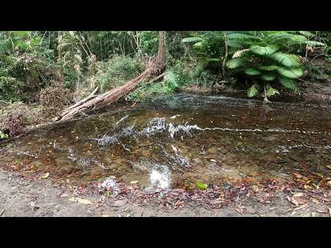 carpet python and  scrub python relocation