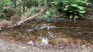 Celebrity carpet python and  scrub python relocation Wealth