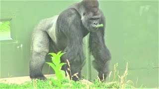 シャバーニ家族 540 Shabani family gorilla