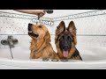 My dogs take a bath together for the first time