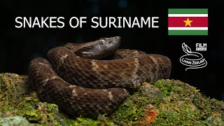 Snakes of Suriname, 5 common species, Common lancehead, Amazon tree boa, mock viper and more