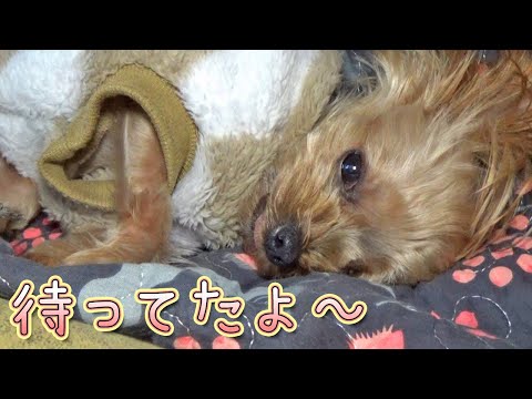 【ヨークシャテリア】待ってたアレがやって来た‼【Yorkshire Terrier】