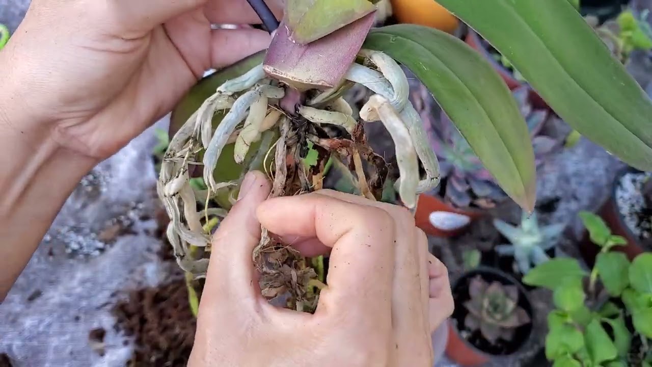 Recuperando esta hermosa orquídea 😍😍