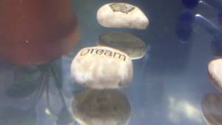 Relax Its Water Change Day