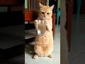 Video Lucu Kucing Oyen Minum😂 #cat #kucing #shorts #fyp #reels #viral #animals