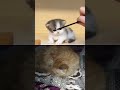 Cute Cat Video (@TheCatLounge15 )#FunnyCats#CuteCats#CatVideos#ViralCats#CatShorts