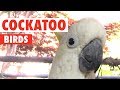 cockatoo loves elvis - YouTube