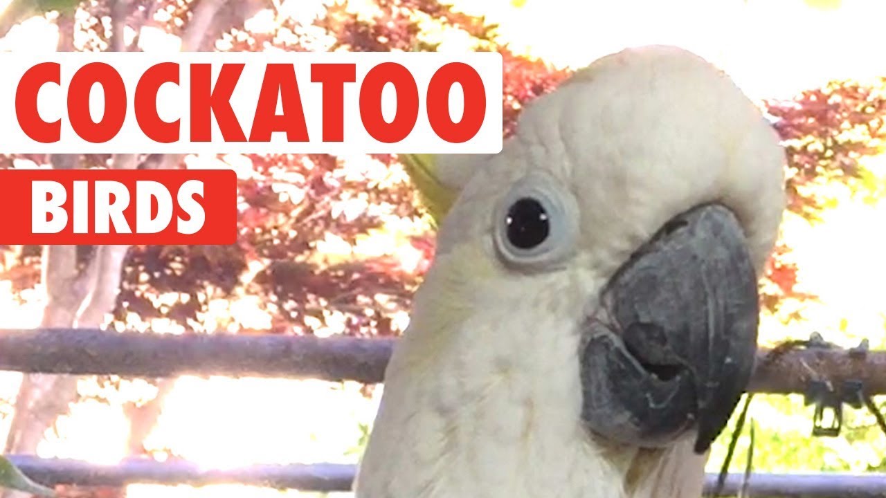 Funny Cockatoo Video Compilation 2018