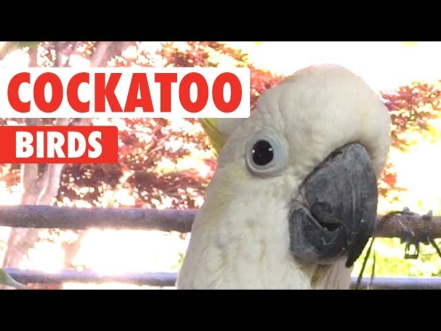 Funny Cockatoo Video Compilation 2018