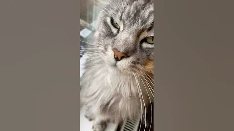 Video 11831051: mainecoon cat