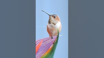 Subscribe for daily hummingbird videos #hummingbird #nature
