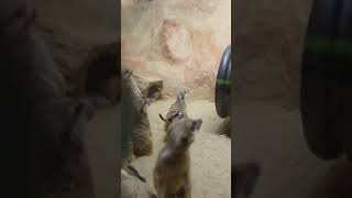 Meerkat gang war