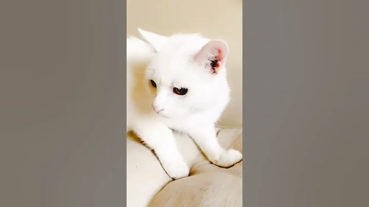 Watch the video about Beautiful Khao Manee Diamond Eye cat 😻