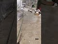 می شود چون زلال جاری آب به تن خشک و خسته جان باشی علی حاتمی کبوتر عشق بازی ایران آرامش