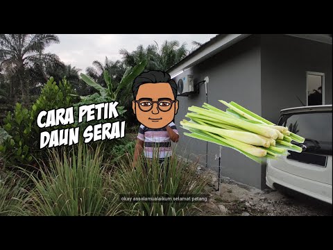 Video: Memetik Serai: Cara Memanen Serai