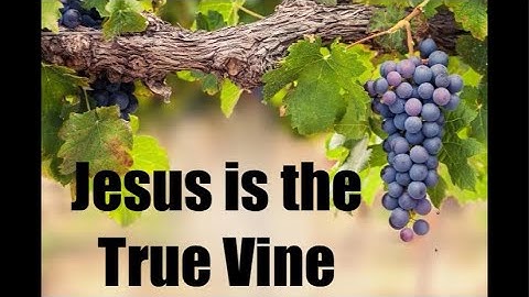 Jesus is the True Vine