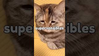 5 COSAS que HACES que a tu GATO NO LE GUSTAN!!  #mascotas #animales #gatos