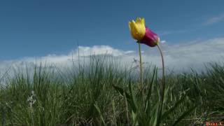 Домбра - Yesterday ( полевые тюльпаны)