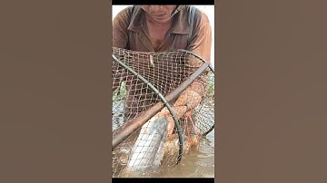 Thăm Lờ Dính Cá Trê Lai Khủng Mùa Nước Nổi #shorts #bắtcátrêlai #cátrêlai #thămlờcá